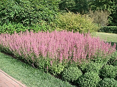 170 Longwood Gardens [2008 August 23]